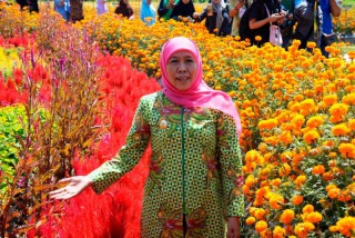Gubernur Khofifah : Crop Circle-Dewi Cemara Layak Menjadi Kawasan Eduwisata Milenial.