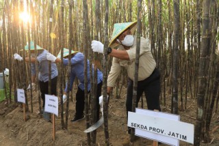 Sekdaprov Heru Bersama PTPN X dan UMG Panen Perdana 7 Klon Tanaman Tebu