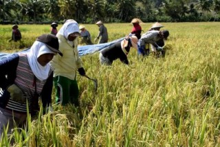 Indeks Ketahanan Pangan Diprediksi Turun