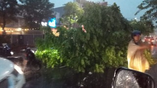 Hujan Angin Kota Surabaya akibatkan pohon Tumbang , Wakil Walikota Armuji pastikan petugas sigap dilapangan