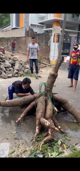 Panen Singkong "Raksasa" di Kebun Kediaman Pribadi Wakil Walikota Armuji*