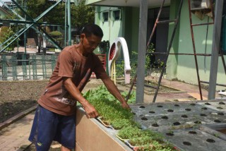 Budidaya tanaman sayuran dan ikan lele dengan system akuaponik di Korem 084/Bhaskara Jaya.