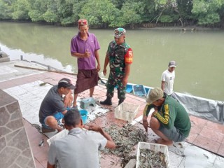 Motivasi Babinsa Bungah Tingkatkan Usaha Budidaya Tambak Udang Vaname di Wilayah.