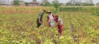 Panen Kacang Hijau Warga Binaan dibantu Babinsa Menganti.