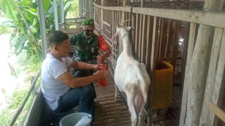 Sertu Munir, Diajarkan Peternak Cara Pengolahan dan Manfaat Susu Kambing Etawa.