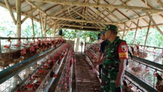 Babinsa Panceng Rutin Ingatkan Peternak Ayam Binaan Untuk Menjaga Kebersihan dan Kesehatan Hewan Agar Mendapatkan Kualitas Terbaik.
