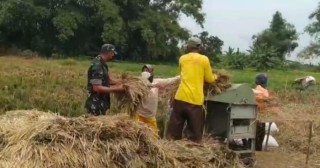 Panen Padi Telah Tiba, Babinsa Terjun Langsung ke Sawah Warga