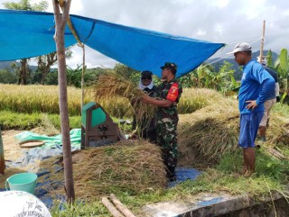Sertu Suroto Beri Wawasan dan Bantu Petani Binaan, Capai Hasil Panen Maksimal