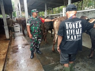 Upaya Pencegahan Ancaman Wabah PMK, Babinsa Kunjungi Kandang Peternakan Sapi Warga Binaan