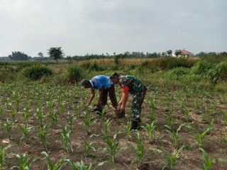 Jalin Silaturahmi Bersama Petani Binaan, Babinsa Bantu Pemupukan Tanaman Jagung