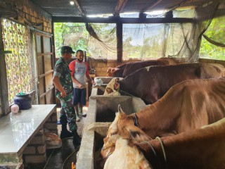 Babinsa Bantu Proses Penggilingan Padi, Cukupi Kebutuhan Beras Warga Masyarakat