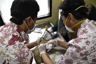 Pemkot Surabaya Buka Layanan Klinik Hewan Secara Gratis