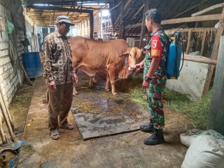 Cegah Dini Wabah PMK, Babinsa Benjeng Bantu Penyemprotan Kandang Sapi Milik Peternak Binaan
