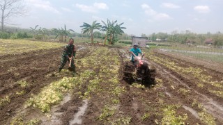 Wujud Kepedulian Babinsa Wringinanom Bantu Petani Binaan Mengolah Lahan Sawah