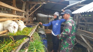 Babinsa Sertu Zainul Kunjungi Kandang Peternakan Kambing Milik Warganya, Berikan Motivasi Mengembangkan Usaha