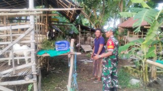 Saran Babinsa Serda Endra, Guna Percepatan Pertumbuhan Kambing Ternak Warga Binaan