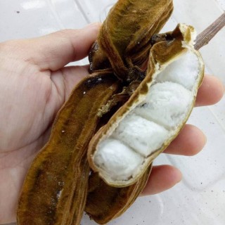 Buah Salju Berasal dari Amerika Serikat ini berhasil Berkembang di Pulau Dewata