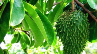 8 Cara Merebus Daun Sirsak untuk Obati Berbagai Macam Penyakit