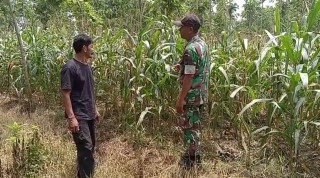 Komsos Babinsa Koramil Panceng, Beri Semangat Petani Dengan Tinjau Langsung Ke Ladang Jagung