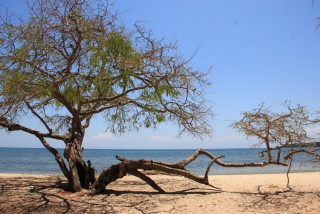 Keindahan Wisata Pantai Bama Di Taman Nasional Baluran