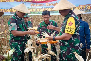 Tim Wasev Panen Jagung Bersama Pada Program TMMD Kabupaten Gresik