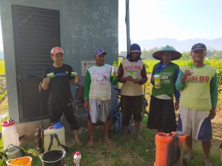 Antisipasi Hama Tanaman Padi MT 2, Petani Bancar Gelar Penyemprotan Massal