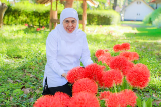 Gubernur Khofifah Kagumi Pesona Bunga Desember, Flora Langka Kebanggaan Bondowoso