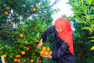 Gubernur Khofifah :  Potensi Besar Jeruk Siam Madu di Tutur-Pasuruan Dorong Perluasan Pasar dan Desa Wisata