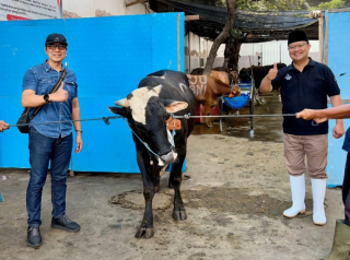PAM Surya Sembada Salurkan 13 Sapi Kurban ke Masjid dan Pesantren Surabaya