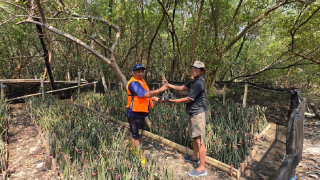 TPS Kembangkan 15.000 Bibit Mangrove, Dukung Pengurangan Emisi Karbon