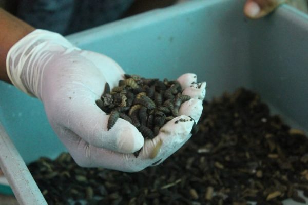 Cara Unik Pemkot Surabaya Kurangi Sampah Sisa Makanan Ratusan Penghuni Liponsos
