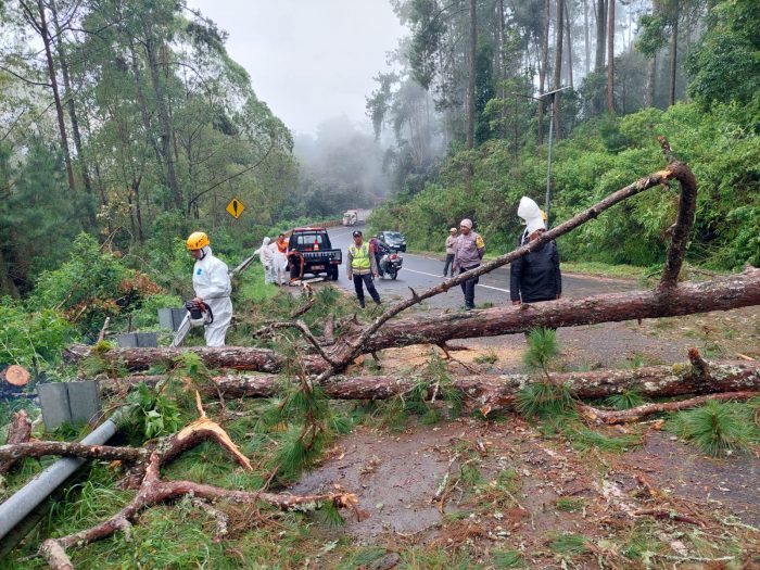 Polres Magetan Bersama TNI dan BPBD Evakuasi Pohon Tumbang, Akses Jalan Sarangan - Cemorosewu Terbuka