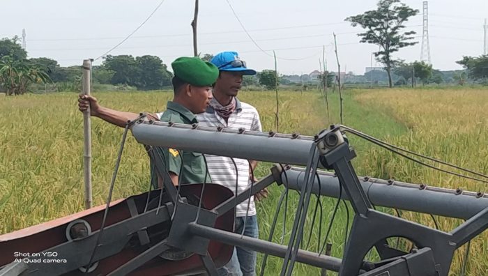 Babinsa Duduksampeyan Berikan Dorongan Petani untuk Mendongkrak Swasembada Pangan di Wilayah.