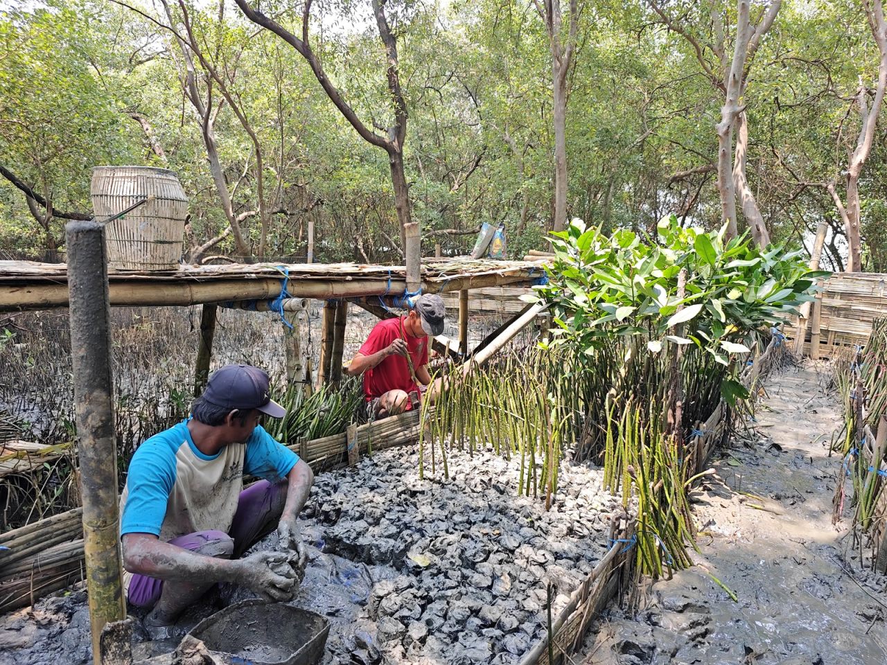 TPS Tanam Harapan untuk Pesisir Surabaya 10.000 Bibit Mangrove Disiapkan untuk Keberlanjutan Ekosistem