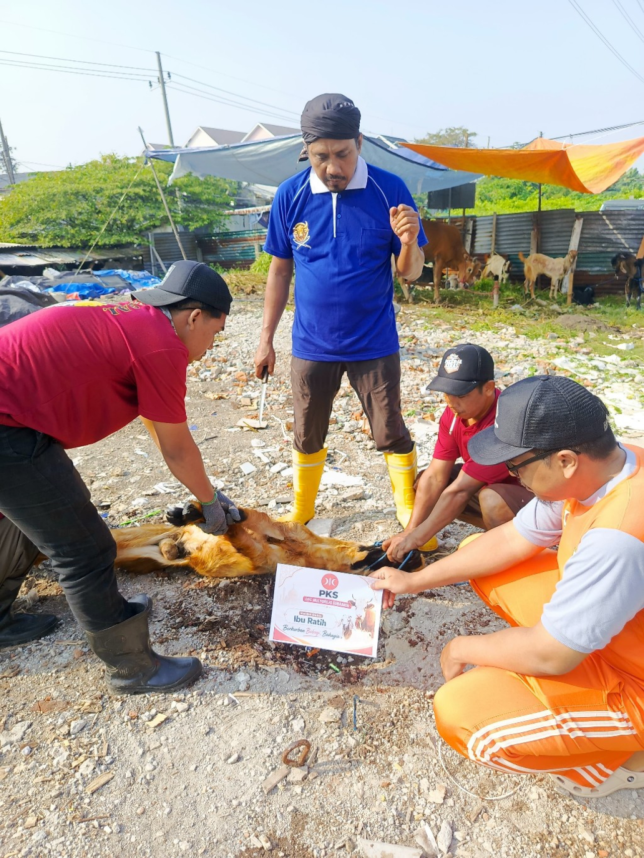 DPC PKS Mulyorejo Surabaya salurkan 13 sapi kurban sambut Iduladha 1447 H. Distribusi ke beberapa Wilayah Mulyorejo Sebagai Wujud Kepedulian Sosial